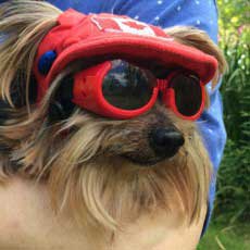 A Yorkshire terrier in the arms of a woman. The dog is wearing a red hat and goggles.