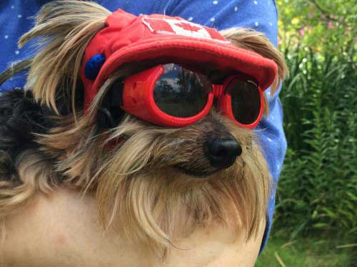 A Yorkshire terrier in the arms of a woman. The dog is wearing a red hat and goggles.