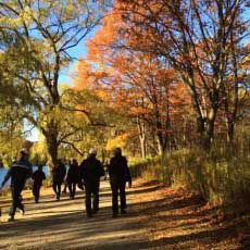 The gold in your life could be walking on an autumn day.