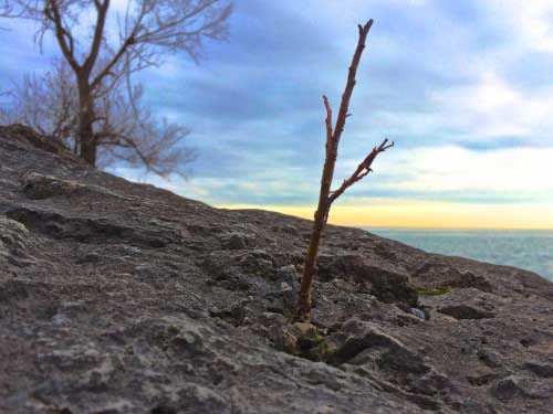 Austerity Measures might be as severe a situation as this seedling trying to root in a rock by the water.