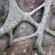 A tree trunk with a very thick grey vine meshed around it. Is it there for support or is it choking the main tree?