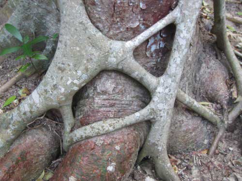 A tree trunk with a very thick grey vine meshed around it. Is it there for support or is it choking the main tree?