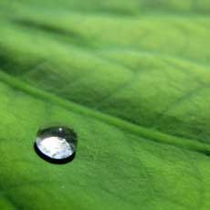 Closeup of a droplet of water on a bright green leaf.