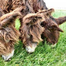 Furry donkeys eating grass