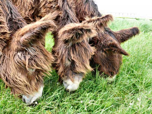 Furry donkeys eating grass