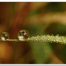 2 droplets balanced on a leaf