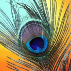 Very colourful peacock feather