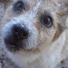 Closeup of a Jack Russell Terrier dog, sitting on the beach with sand on his face. Being grateful feels great. Love vs stuff. Love wins every time.