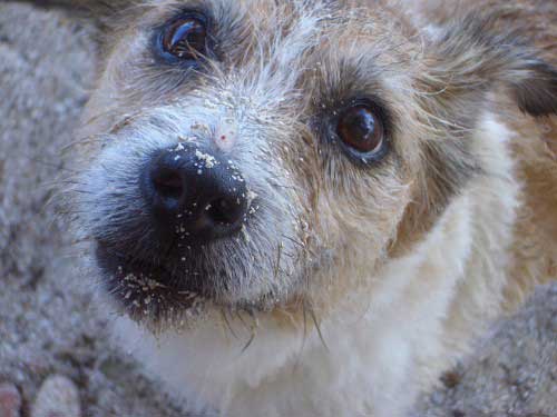 Closeup of a Jack Russell Terrier dog, sitting on the beach with sand on his face. Being grateful feels great. Love vs stuff. Love wins every time.