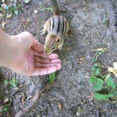 A chipmunk is down on the ground at my feet, eating out of the palm of my hand.