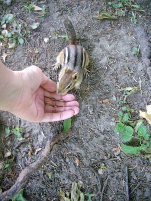 A chipmunk is down on the ground at my feet, eating out of the palm of my hand.