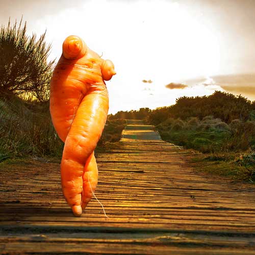 Nude food is sexy. A carrot in the raw is walking along a boardwalk.