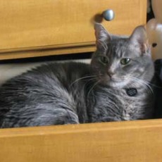 Cat happily lying in clothes drawer