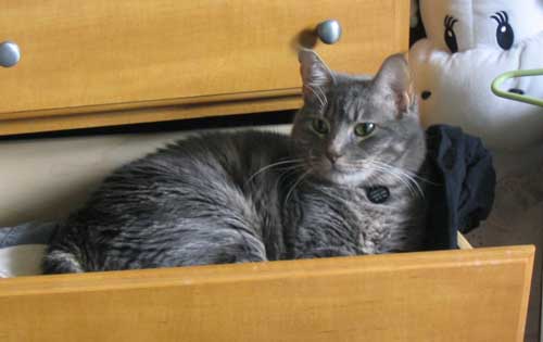 Cat happily lying in clothes drawer