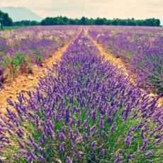 Field of lavender growing in the South of France.