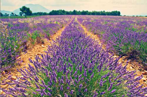 Field of lavender growing in the South of France.