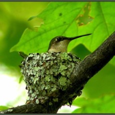 A hummingbird sitting in their nest, which is covered with a soft green tiling of lichens.