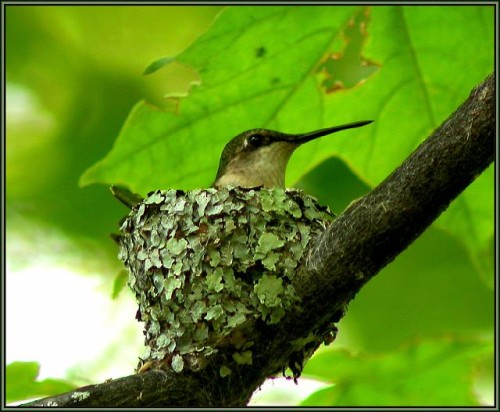 A hummingbird sitting in their nest, which is covered with a soft green tiling of lichens.