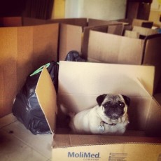 A worried looking pug sits in a cardboard box in preparation to pack and move.