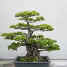 Make money decluttering unused items, like old hobby gear such as this bonsai pot.